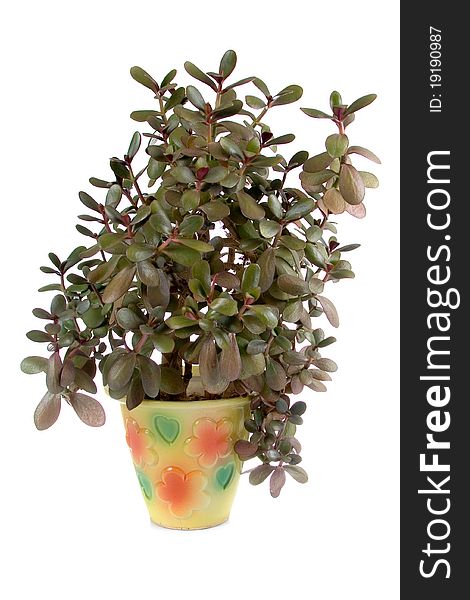 Potted plant crassula in a pot on a white background. Potted plant crassula in a pot on a white background