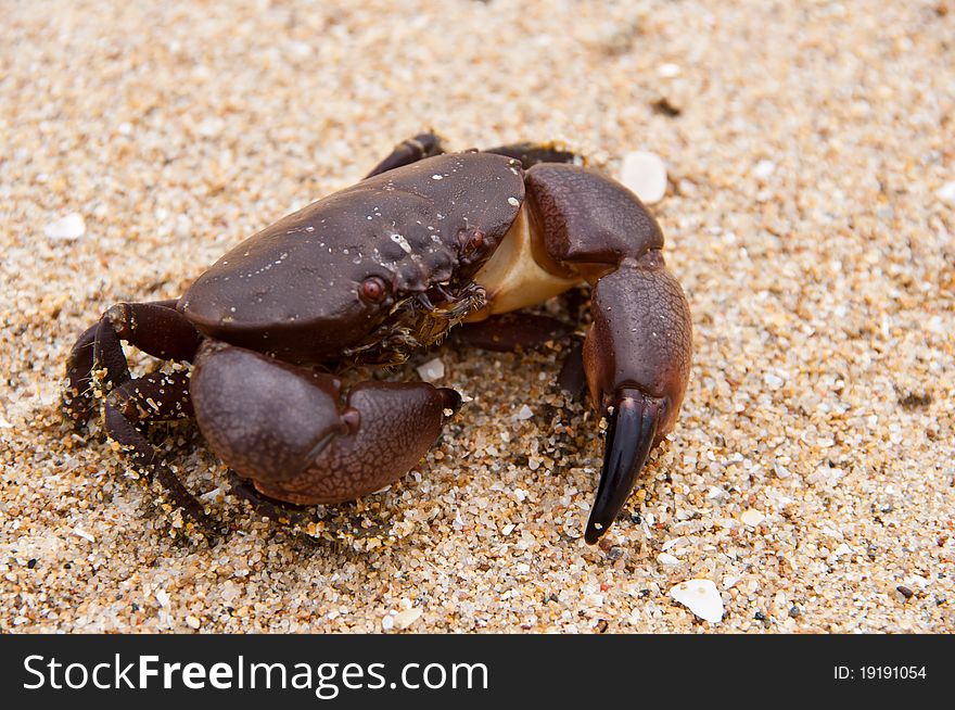 Crab on the beach in thailand