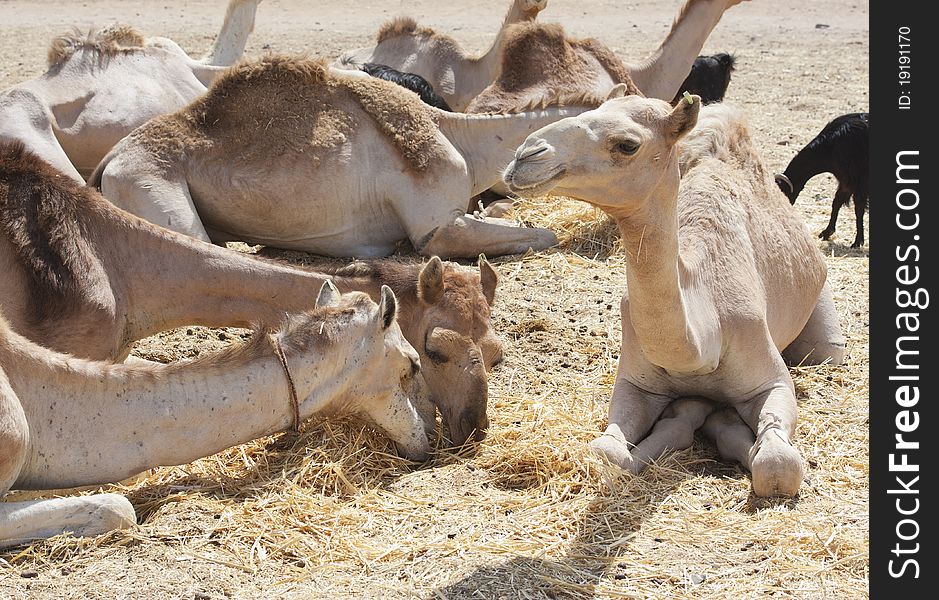 Dromedary Camels At A Market