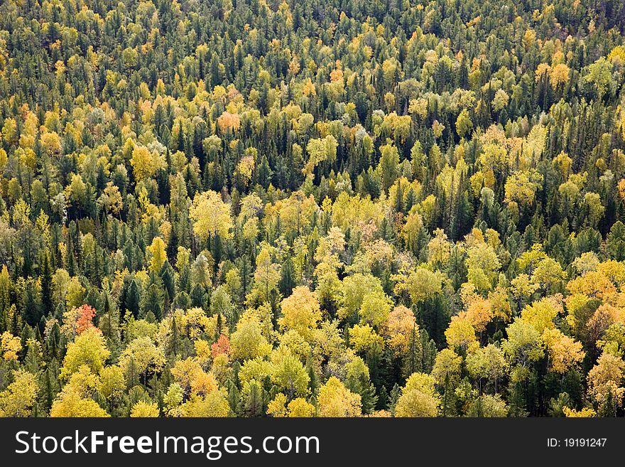 Aerial view of autumn forest.