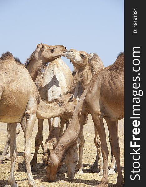 Dromedary Camels At A Market