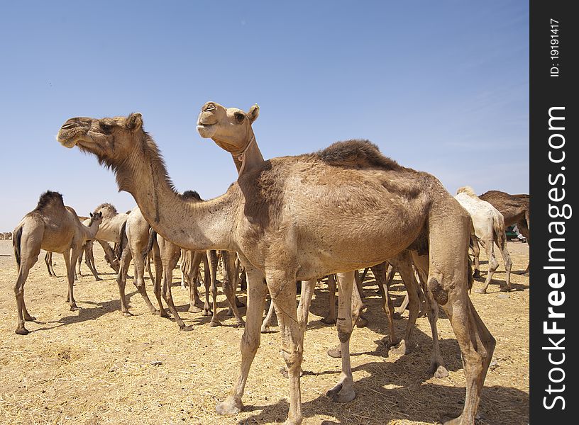 Dromedary Camels At A Market