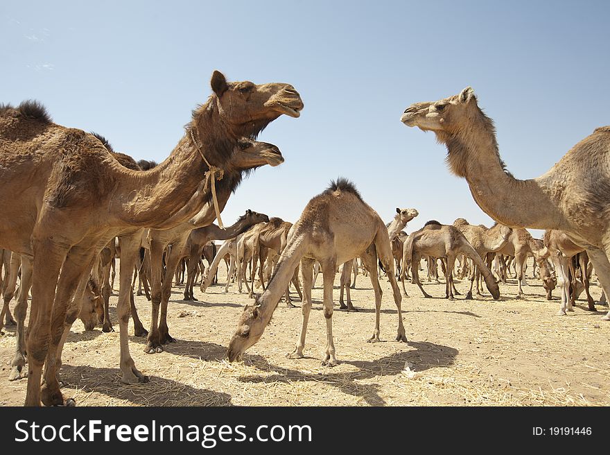 Dromedary camels at a market