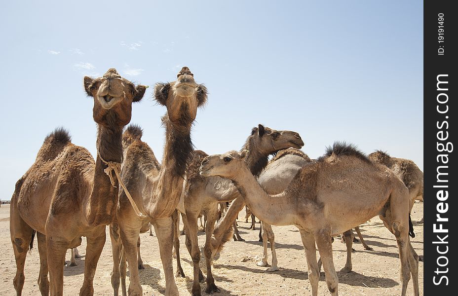 Dromedaries at an African camel market. Dromedaries at an African camel market