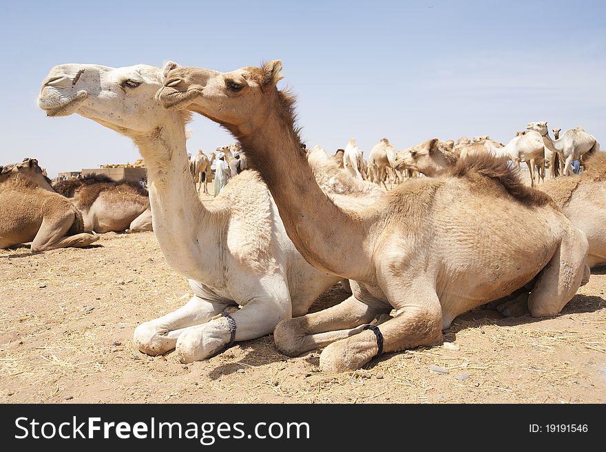 Dromedaries at an African camel market. Dromedaries at an African camel market