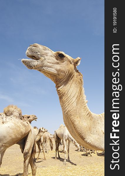 Closeup up of head from a dromedary camel against blue sky background. Closeup up of head from a dromedary camel against blue sky background