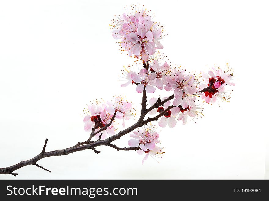 Flowers of a blossoming peach