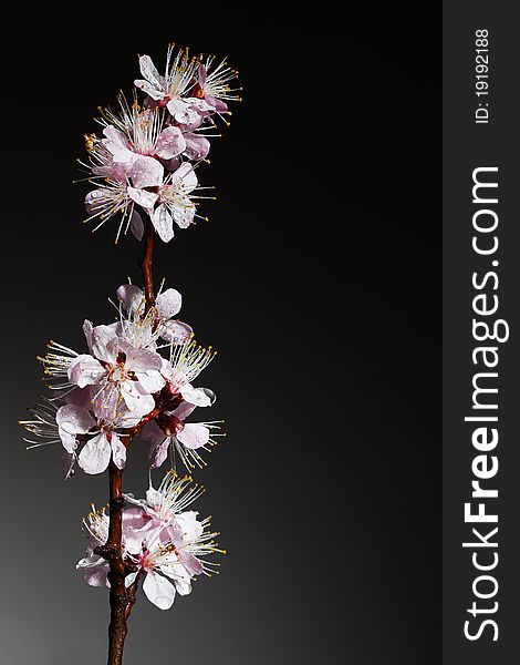 Blossoming branch of an Oriental cherry