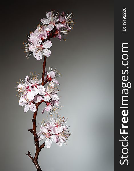 Blossoming branch of an Oriental cherry