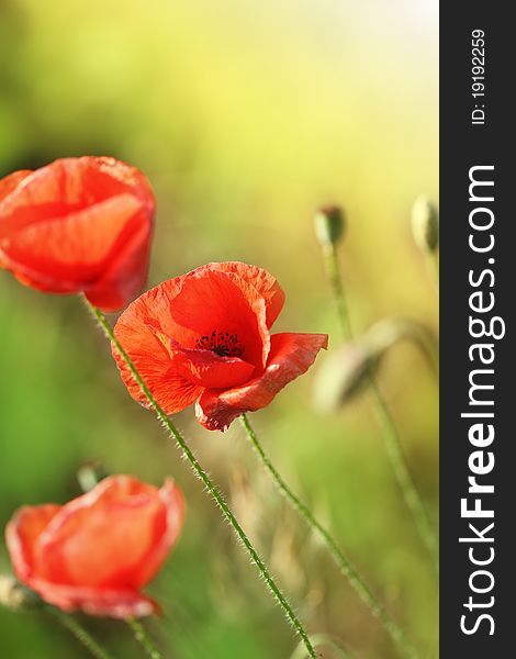 Beautiful red poppies on the summer field. Beautiful red poppies on the summer field