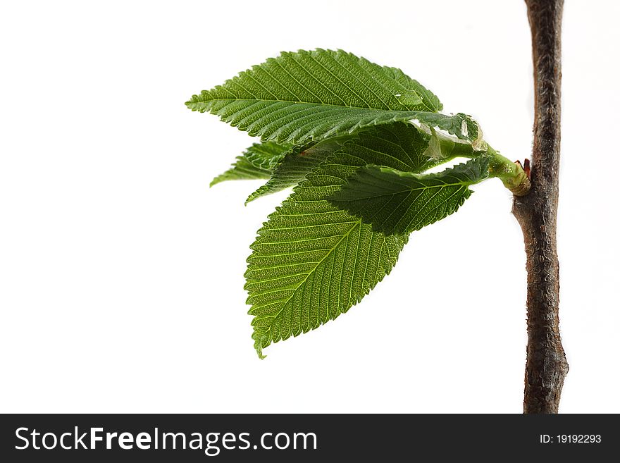 Young branch of lilac isolated on white