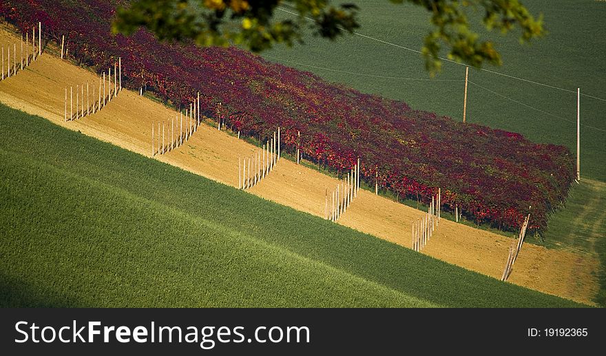 Vineyard Colours In Autumn