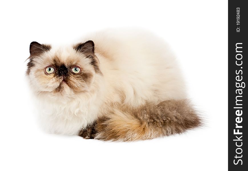 Cream Persian cat lying on white background