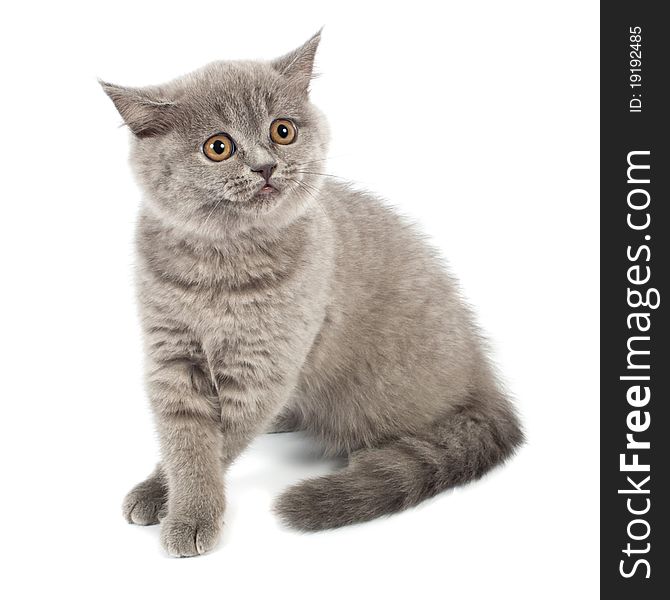 British kitten on white background