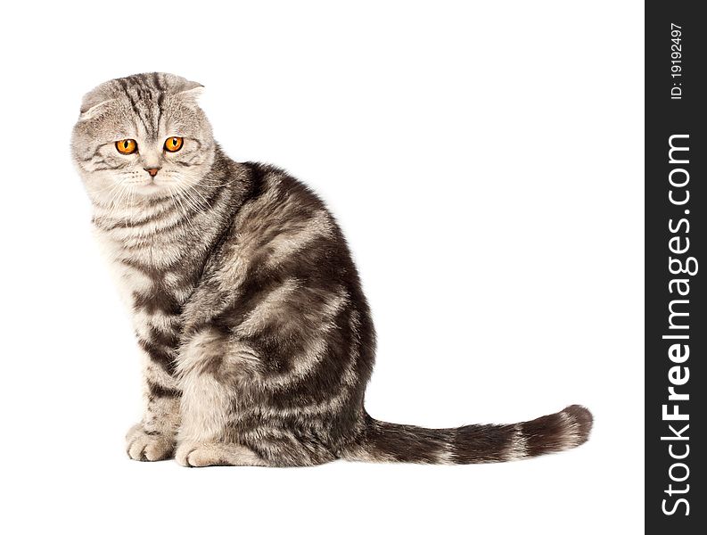 Portrait cat, scottish fold sort on white background. Portrait cat, scottish fold sort on white background