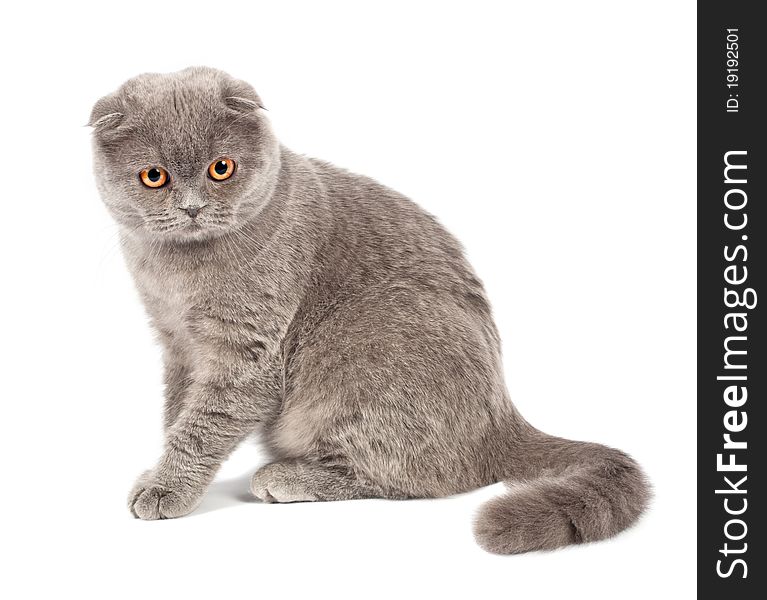 Scottish fold cat grey on white background