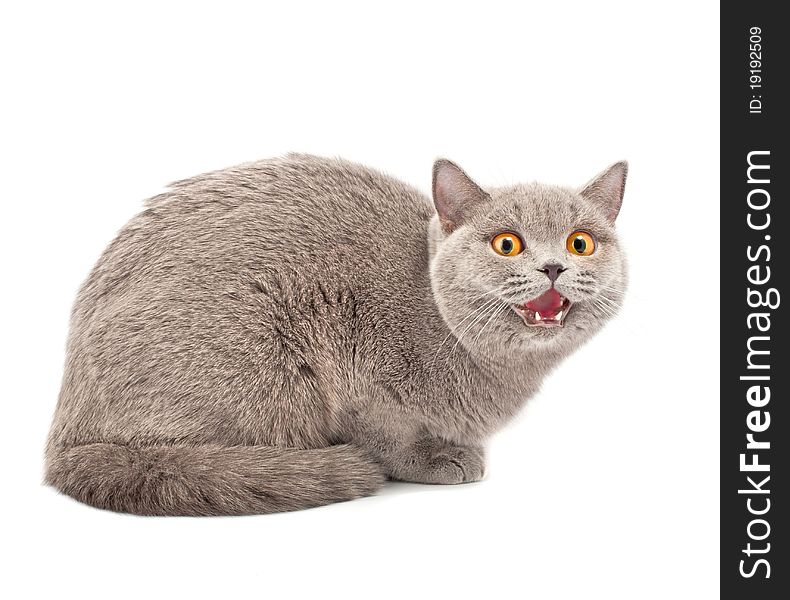 British cat on white background