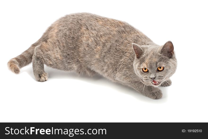 British kitten isolated on the white background