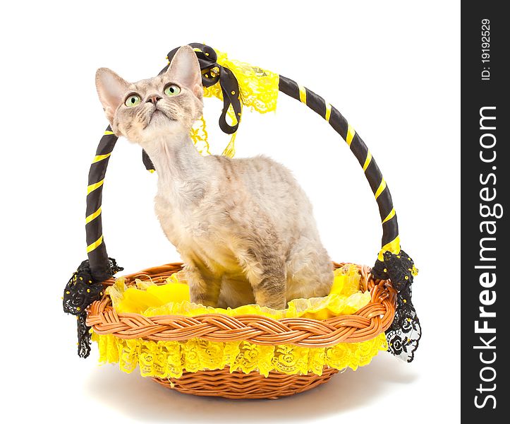 Devon Rex cat in a basket on a white background. Isolated. Devon Rex cat in a basket on a white background. Isolated