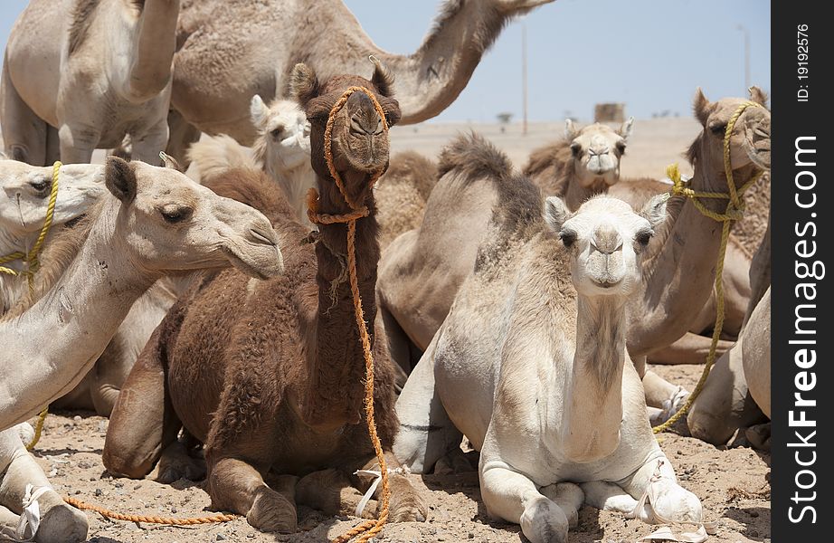 Dromedary Camels At A Market