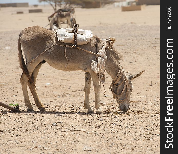 Domestic farm donkey loaded up in a African desert settlement. Domestic farm donkey loaded up in a African desert settlement