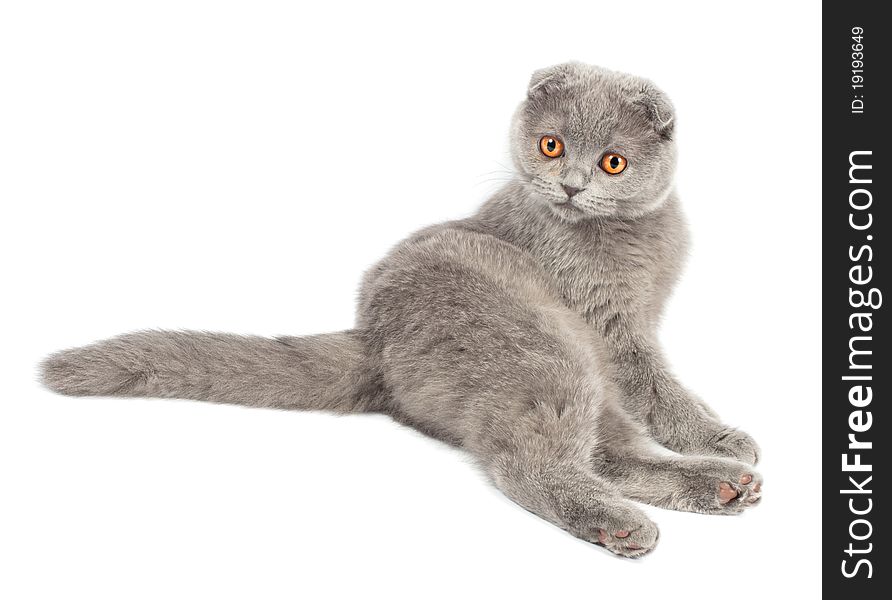 British kitten on white background