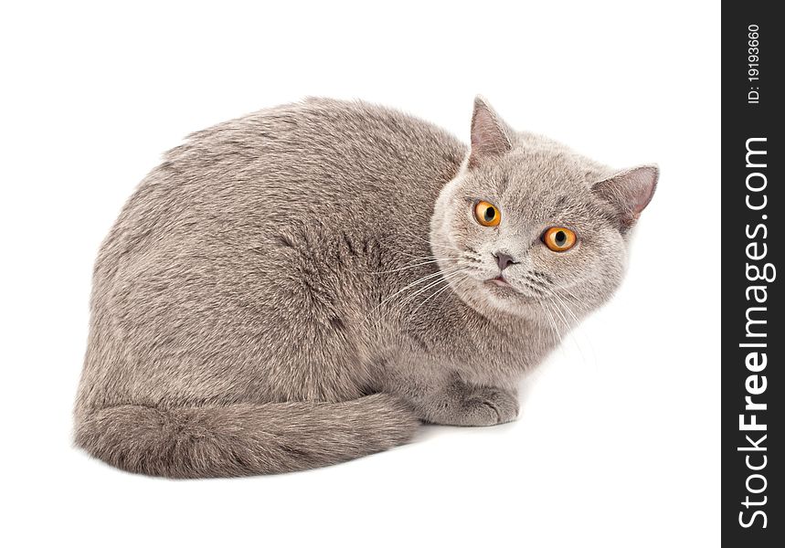 British cat on white background