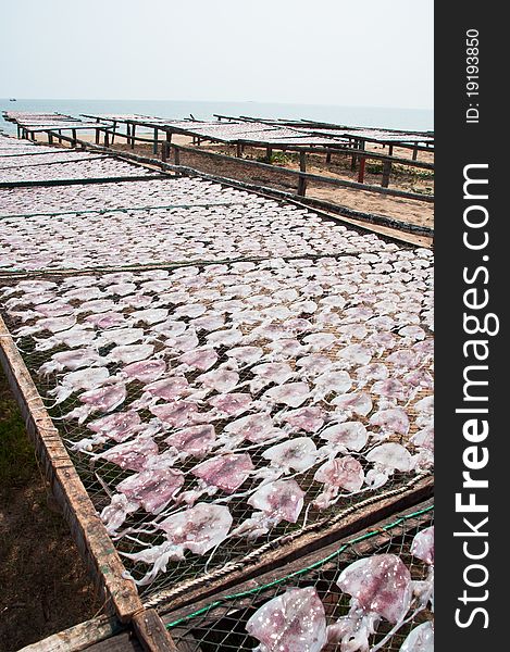 Dried squid and sea in thailand. Dried squid and sea in thailand