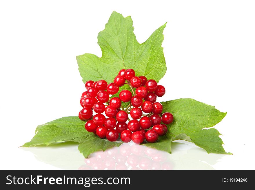 Berries of red Viburnum with leaves isolated on white