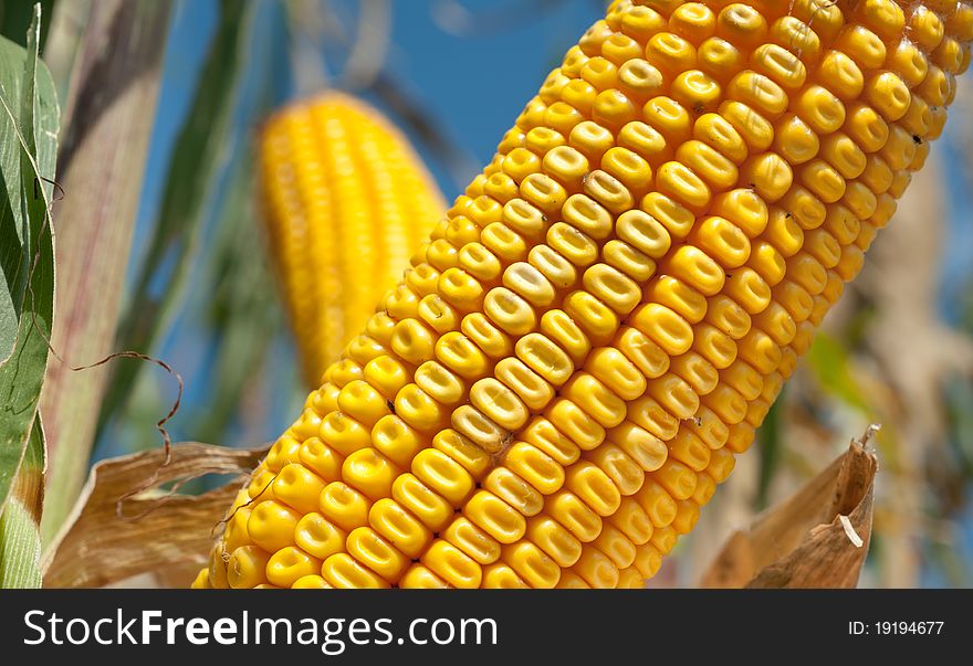 Corn field at harvest time