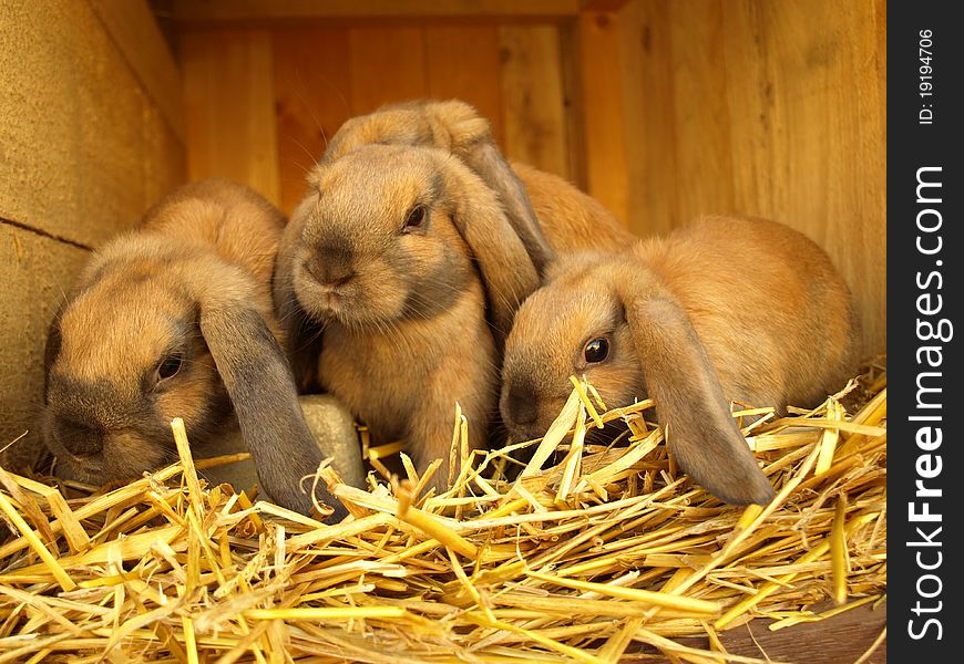 Spring awakens the birth of rabbits. Spring awakens the birth of rabbits