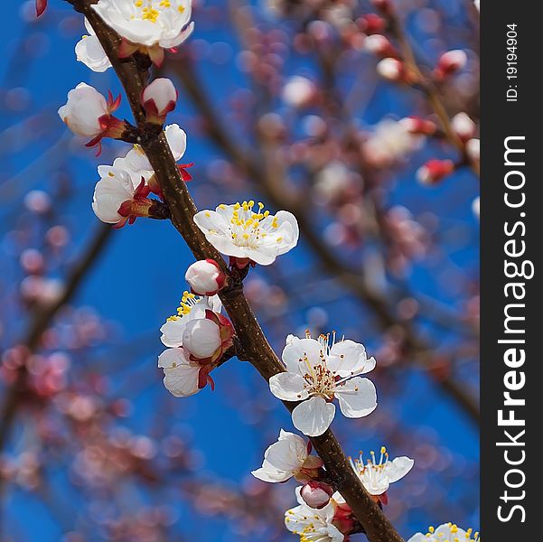 Flowering branch of apricot tree in the Crimea