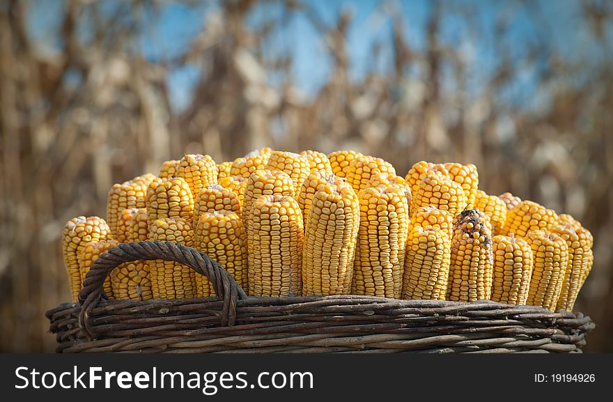 Close up photo of harvested corn in a basket. Close up photo of harvested corn in a basket