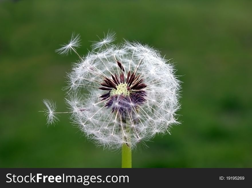 Fluffy white dandelion wildflower lets small parachutes. Fluffy white dandelion wildflower lets small parachutes