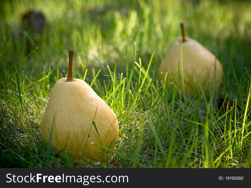 Fallen pears from the tree in autumn grass