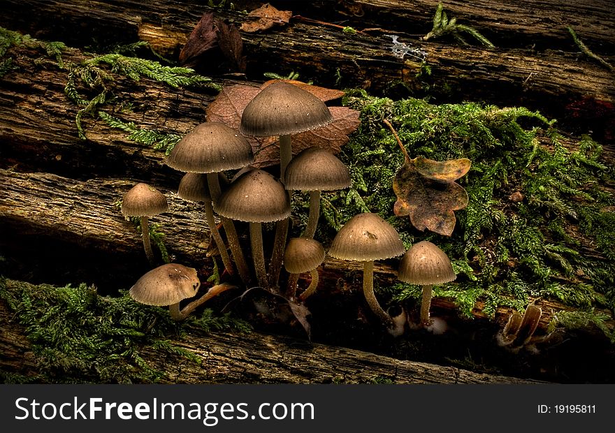 Mushrooms grow on vood one of my favorite photos