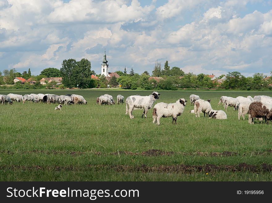 A sheep in a pasture of green grass. A sheep in a pasture of green grass