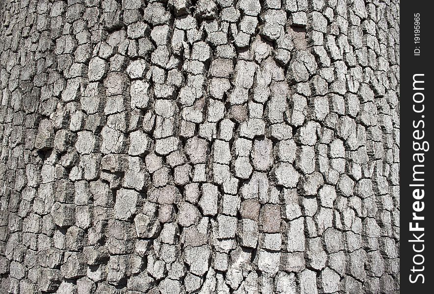 Bark texture of old tree