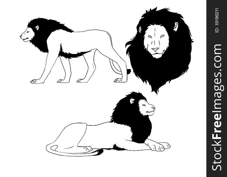 Isolated lion with black mane in different poses