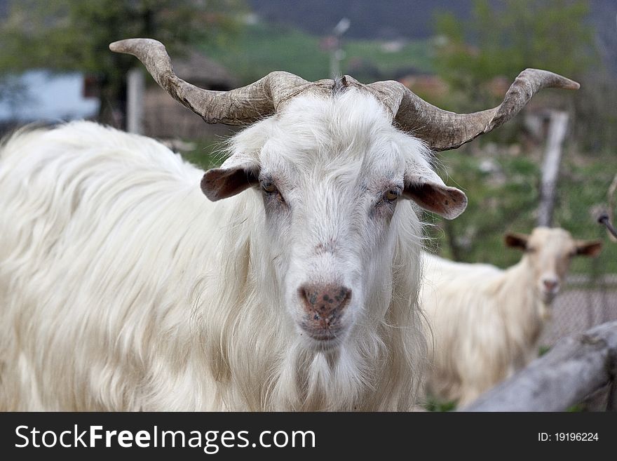 A white goat outdoor photo