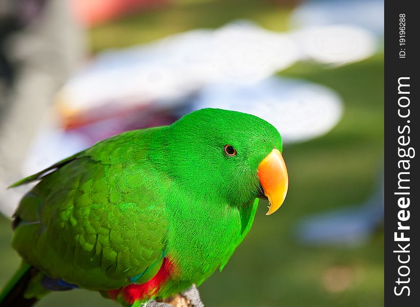 Close up of a parrot in captivity