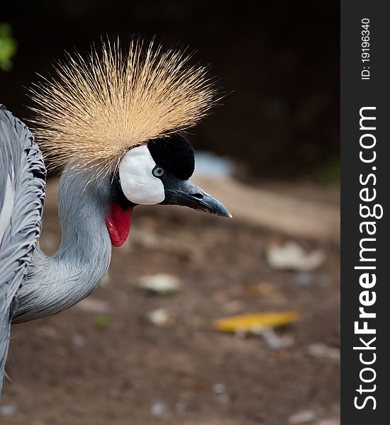 East African Crowned Crane in captivity at a zoo