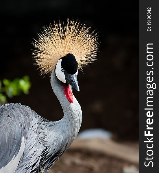 East African Crowned Crane in captivity at a zoo