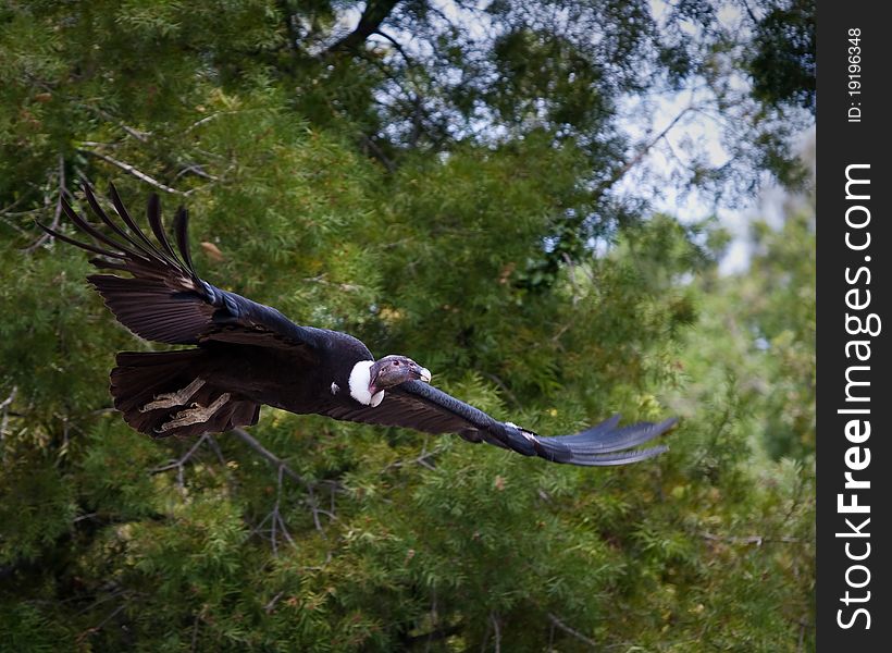 Vulture in captivity at a zoo