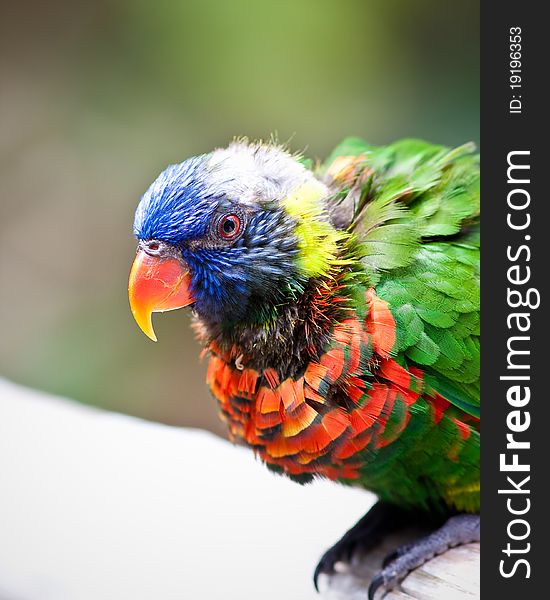 Lorikeet in captivity at a zoo