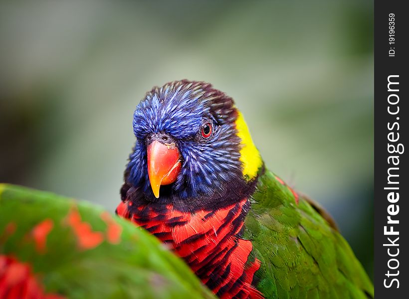 Lorikeet in captivity at a zoo