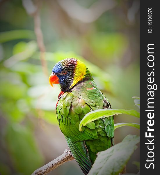 Lorikeet in captivity at a zoo