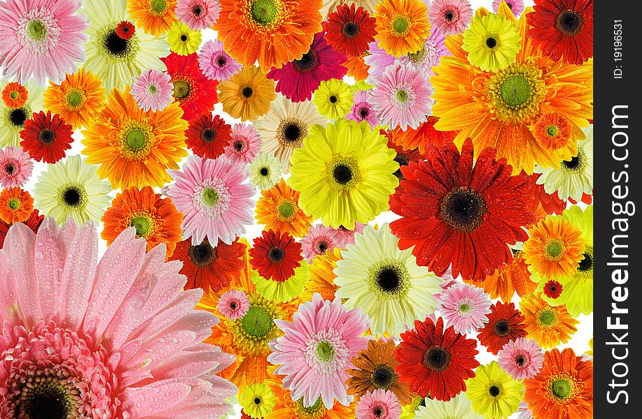 A Background of fresh flowers. A Background of fresh flowers.