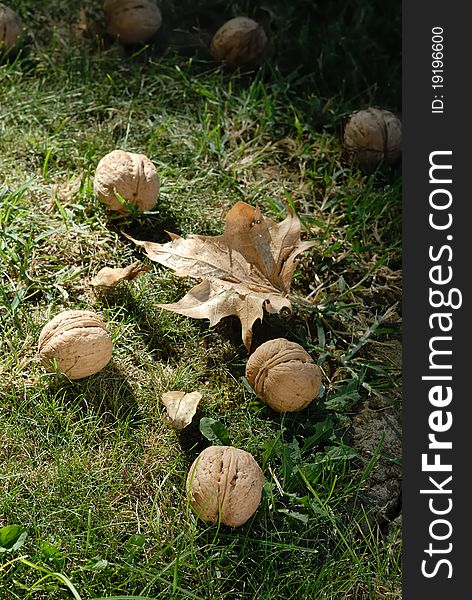 Fallen walnuts  from the tree in autumn grass