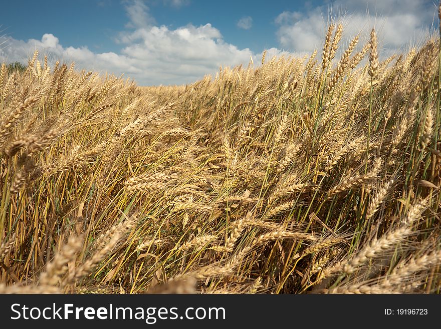 Wheat field against a blue sky